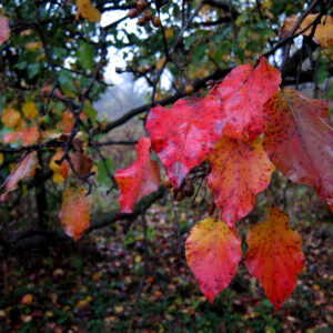 photo Favorite Fall Tree - Taken from the Perimeter Trail on October 25, 2020 by John W. Wright