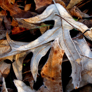 photo Frosted Oak - Taken on the Blackberry Trail on December 23, 2020 by John W. Wright