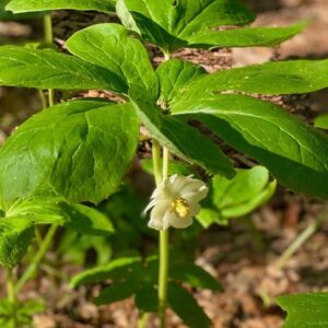 photo May Apples Blooming in Spring - Taken near the pavilions in May 2020 by Marian Brophy