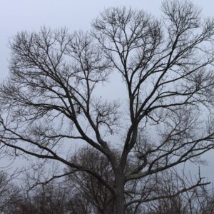 photo Grand Tree - Taken near the Wildflower Trail on December 31, 2020 by Tim Reside