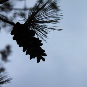 photo Lone Pine - Taken on Perimeter Trail on Dec 31, 2020 by Tim Reside