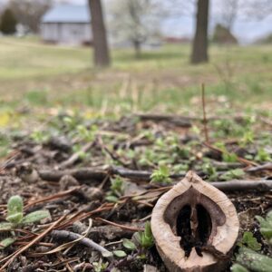 photo Halved - A big world lives just under our feet. The key to discovering this secret world is to take pause, get low and listen to it speak.  Taken on March 21, 2020 by Michelle Gaudin