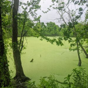 photo Pond View - Taken at Hidden Pond on May 28, 2020 by Carol Collins