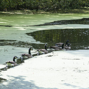 photo Follow the Leader - Taken on October 3, 2020 by Quan Tran