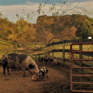 photo Pig Pen - Taken at a field near the Sheep Barn on October 21, 2020 by Matthew Beziat