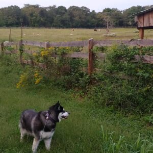 photo Put Out to Pasture - Taken near the cow pasture off the Blackberry Trail on September 15, 2020 by Michael Garner