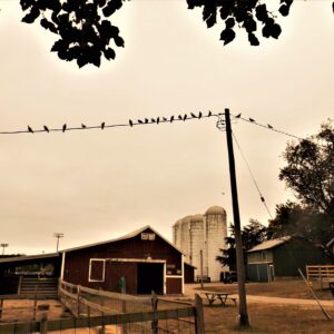 photo A Cloudy Morning - Taken near the pig pen on April 8, 2020 by Donna Corcoran