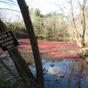 photo Catch and Release Pond - Taken at Bunk’s Pond on February 27, 2020 by John E. Murphy