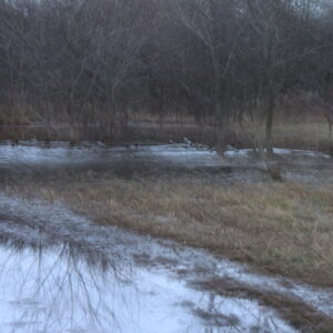 photo Ducks on Water - Taken between the Wildflower and Perimeter Trails on December 31, 2020 by Tim Reside