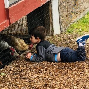 photo John and His Chicken Friends - Taken at Kinder Farm Park near chicken coop on May 20, 2020 by Carol Collins