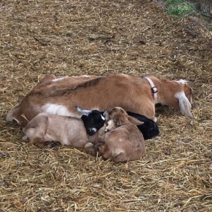 photo Snuggling Next to Mom - Taken on March 5, 2020 by Jacob Mase