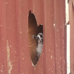 photo Cricket Loves Playing Peek-a-Boo - Taken in the cow barn on June 11,2020 by Isaiah Mase
