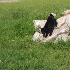 photo Baby Goat - Taken at the goat pen on August 31,2020 by Clara Steiner