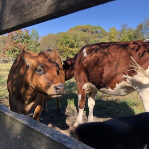 photo Cows - Taken on October 18, 2020 by Ava Cosler