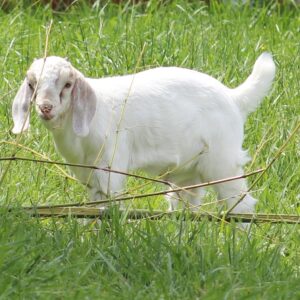 photo Hidden in Plain Sight - Taken on May 2, 2020 by Julianna Cooke