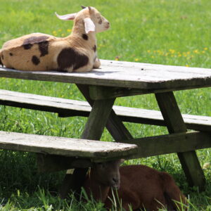 photo Snoozing in the Sun - Taken on May 2, 2020 by Julianna Cooke