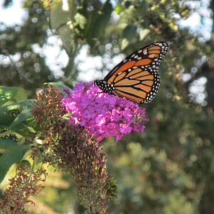 photo Butterfly - Taken on October 9, 2020 by Isabella Lind