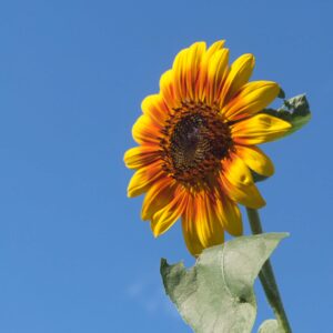 photo Sunflower - Taken at the Community Gardens on August 31, 2020 by Clara Steiner