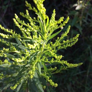 photo Coming Out of the Dark - Taken on a trail near far back parking lots by playing fields on September 6, 2020 by Jake Doyle