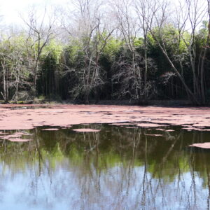 photo The Pond - Taken at Bunk’s pond on March 8, 2020 by Ava Cosler