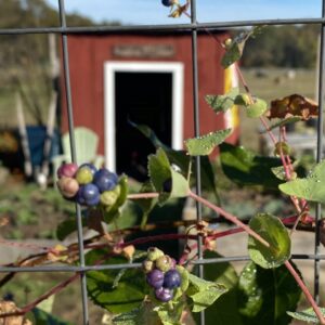 photo Berries - Taken on October 18, 2020 by Hal Cosler
