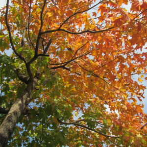 photo Autumn Tree - Taken on October 9, 2021 by Isabella Lind