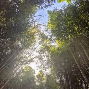 photo Bamboo Sky - Taken near Bunk’s Pond on December 30, 2020 by Alice Collins