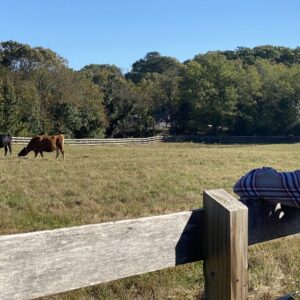 photo Watching the Herd - Taken on October 18, 2020 by Hal Cosler