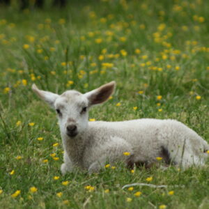photo Baby Lamb - Taken on May 11, 2021 by Holly Glorioso