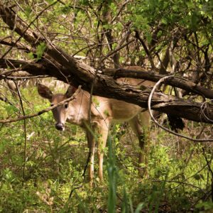 photo Peeking Through the Foliage - Taken near the Wildflower Trail on April 23, 2021 by Hailey Hagan