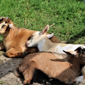photo Nap Time - These kids were taking their midmorning nap on June 21, 2021 by Mirjam Spaar