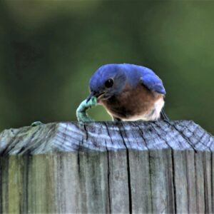 photo Tasty Dinner at the Bluebird Restaurant - Taken on a post between the playground Parking lot and the Frisbee golf area an June 29, 2021 by Mirjam Spaar