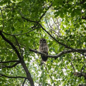 photo Emerald Owl - Taken in the evening hours in the brush off of the Greenbrier Trail heading toward East-West Boulevard on June 22, 2021 by Chris Augelli