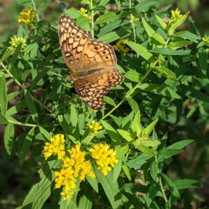 photo Butterflies in the Morning - Taken on the Perimeter Trail on September 21, 2021 by Nicole Nairn