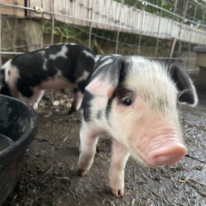 photo Nice to Meet You! - Taken when we got the opportunity to meet the new piglets on September 11, 2021 by Cathy Graves