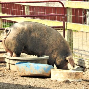 photo Pig in a Pan - Taken on April 20, 2021 by Mary Gallo