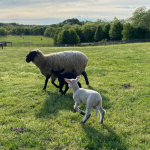 photo Spring in the Park - Taked by the barn on May 6, 2021 by Sarah Crawford
