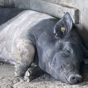 photo This Little Piggy....Zzzzzz - Taken on August 14, 2021 by Sandra Gendleman