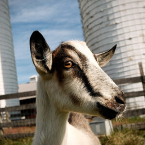 photo Goat with Attitude - Taken at the dairy goat pasture on October 24, 2021 by Adam Slote