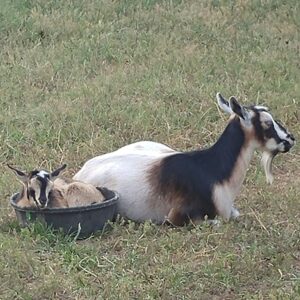 photo Read Me a Bedtime Story, Maaaa - Taken on July 20, 2021 by Liane Sayers