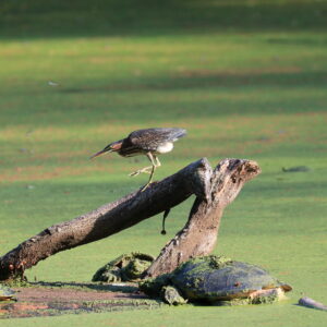photo Family Dinner - Taken at Bunks Pond, the afternoon of August 5, 2021 by Aaron Hedetniemi