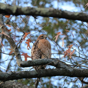 photo I See You - Taken on the Perimeter Trail on November 28, 2021 by Aaron Hedetniemi