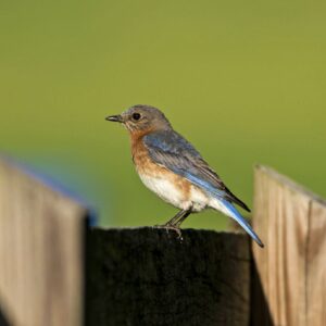 photo Bluebird on a Fence - Taken in the back cow pasture on June 2, 2021 by Dominic "Mickie" Vigneri