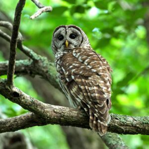 photo Who Goes There? - Taken on the Greenbrier Trail on June 16, 2021 by Dominic "Mickie" Vigneri