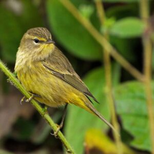photo Palm Warbler - Taken near the chicken coop on October 10, 2021 by Dominic "Mickie" Vigneri