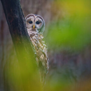 photo Autumn Barred - On October 15, 2021, I came across one of the resident Barred Owls on one of the Kinder Farm Park back trails by Nick Stroh