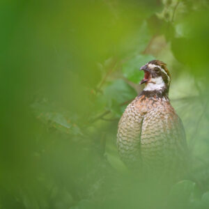 photo Bobwhite Call - On August 20, 2021, I heard This resident Northern Bobwhite calling from a tree on the Perimeter Trail. by Nick Stroh
