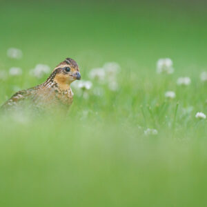 photo Bobwhite in the Tall Grass - On May 22, 2021, I found this resident Northern Bobwhite off the Perimeter Trail in the tall grass. by Nick Stroh