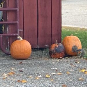 photo Is Anyone Home? - Taken of a squirrel checking out a pumpkin near a red shed on November 15, 2021 by Marian Brophy