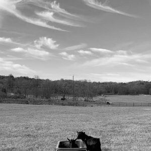 photo Rub-a-dub-dub One Goat in a Tub - Taken on our family walk at the park on Thanksgiving Day, November 25, 2021. My daughter was home from college and my husband, son, dog nd I along with my daughter were reliving times we have spent together in the park when they were younger. We had stopped to look at the goats and had been paying attention to the ones that were eager to smell our hands and greet us at the fence, but when I looked up to appreciate the beautiful sky in the backdrop, I noticed the goat in the tub. by Kathy Hayes